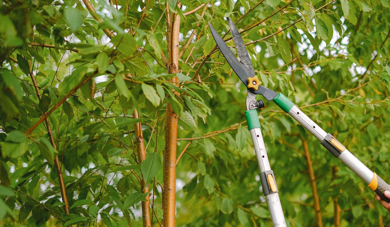 Side view of farmer with pruning shear trimming branches of tree with green leaves in orchard